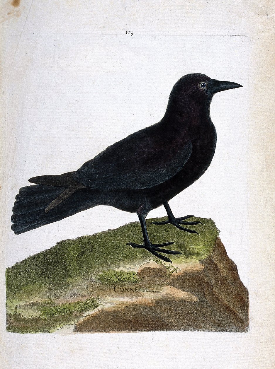 مخطط علم الحيوان (علم الطيور): الغراب (الغراب الأسود أو كورفوس كورون). رسم إيضاحي في "تاريخ الطيور ، مرسوم في مظاهرها وجوانبها الحساسة" بقلم فرانسوا نيكولا مارتينيت (1731-1800). مجموعة خاصة. بواسطة فرانسوا نيكولا مارتينيه