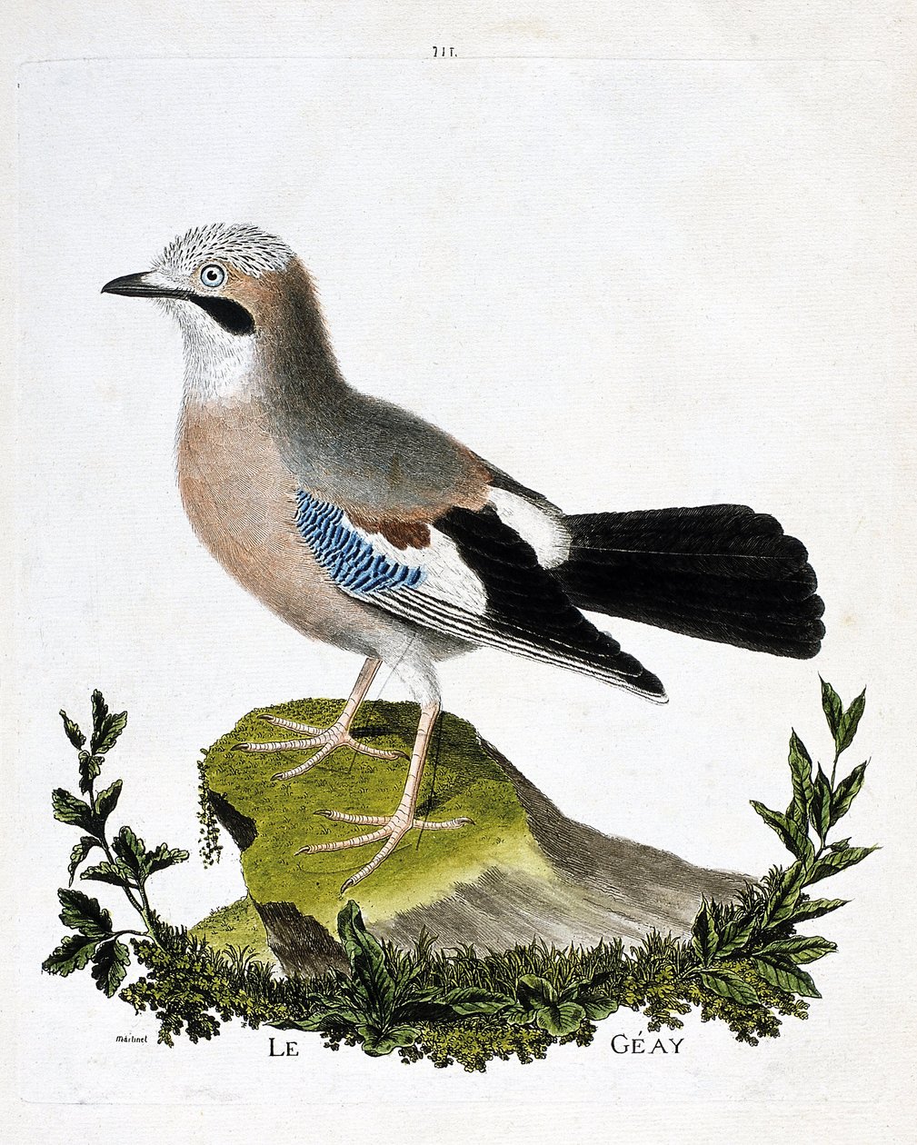 مخطط علم الحيوان (علم الطيور): geay (قناة jay أو Garrulus glandarius). رسم إيضاحي في "تاريخ الطيور ، مرسوم في مظاهرها وجوانبها الحساسة" بقلم فرانسوا نيكولا مارتينيت (1731-1800). مجموعة خاصة. بواسطة فرانسوا نيكولا مارتينيه