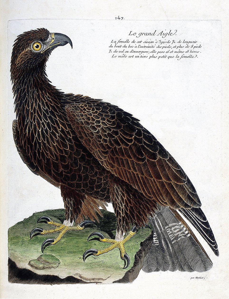 مخطط علم الحيوان (علم الطيور): النسر العظيم (النسر الملكي أو أكويلا كريسيتوس). رسم إيضاحي في "تاريخ الطيور ، مرسوم في مظاهرها وجوانبها الحساسة" بقلم فرانسوا نيكولا مارتينيت (1731-1800). مجموعة خاصة. بواسطة فرانسوا نيكولا مارتينيه