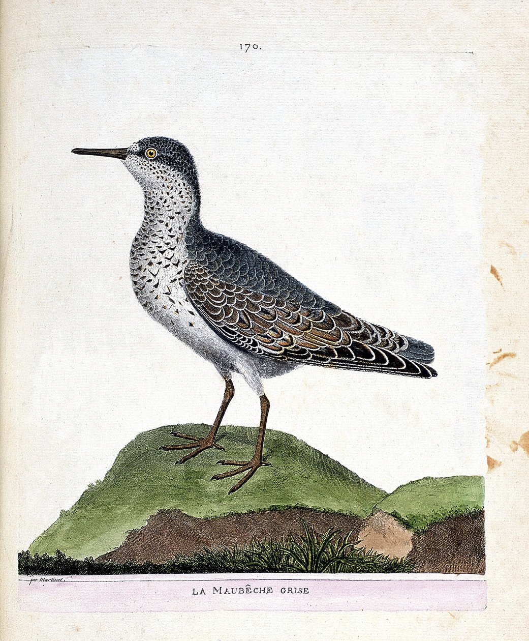 مخطط علم الحيوان (علم الطيور): الموبشي الرمادي (منقار أرجواني أو كاليدريس ماريتيما). رسم إيضاحي في "تاريخ الطيور ، مرسوم في مظاهرها وجوانبها الحساسة" بقلم فرانسوا نيكولا مارتينيت (1731-1800). مجموعة خاصة. بواسطة فرانسوا نيكولا مارتينيه