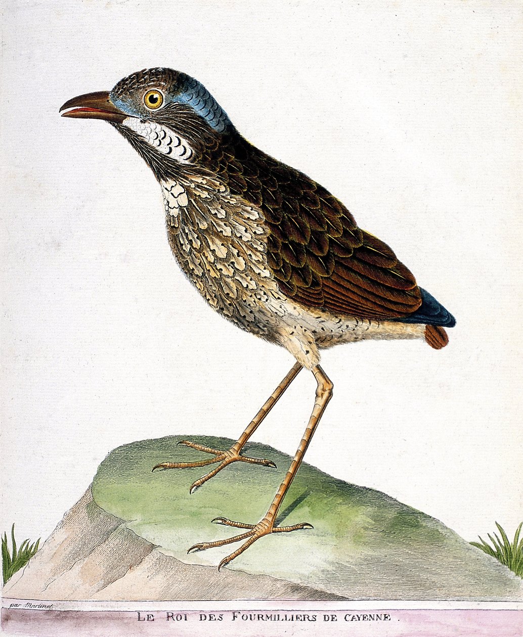 مخطط علم الحيوان (علم الطيور): ملك الرابع وكايين (grallaire king أو grallaria varia). رسم إيضاحي في "تاريخ الطيور ، مرسوم في مظاهرها وجوانبها الحساسة" بقلم فرانسوا نيكولا مارتينيت (1731-1800). جمع خاص بواسطة فرانسوا نيكولا مارتينيه