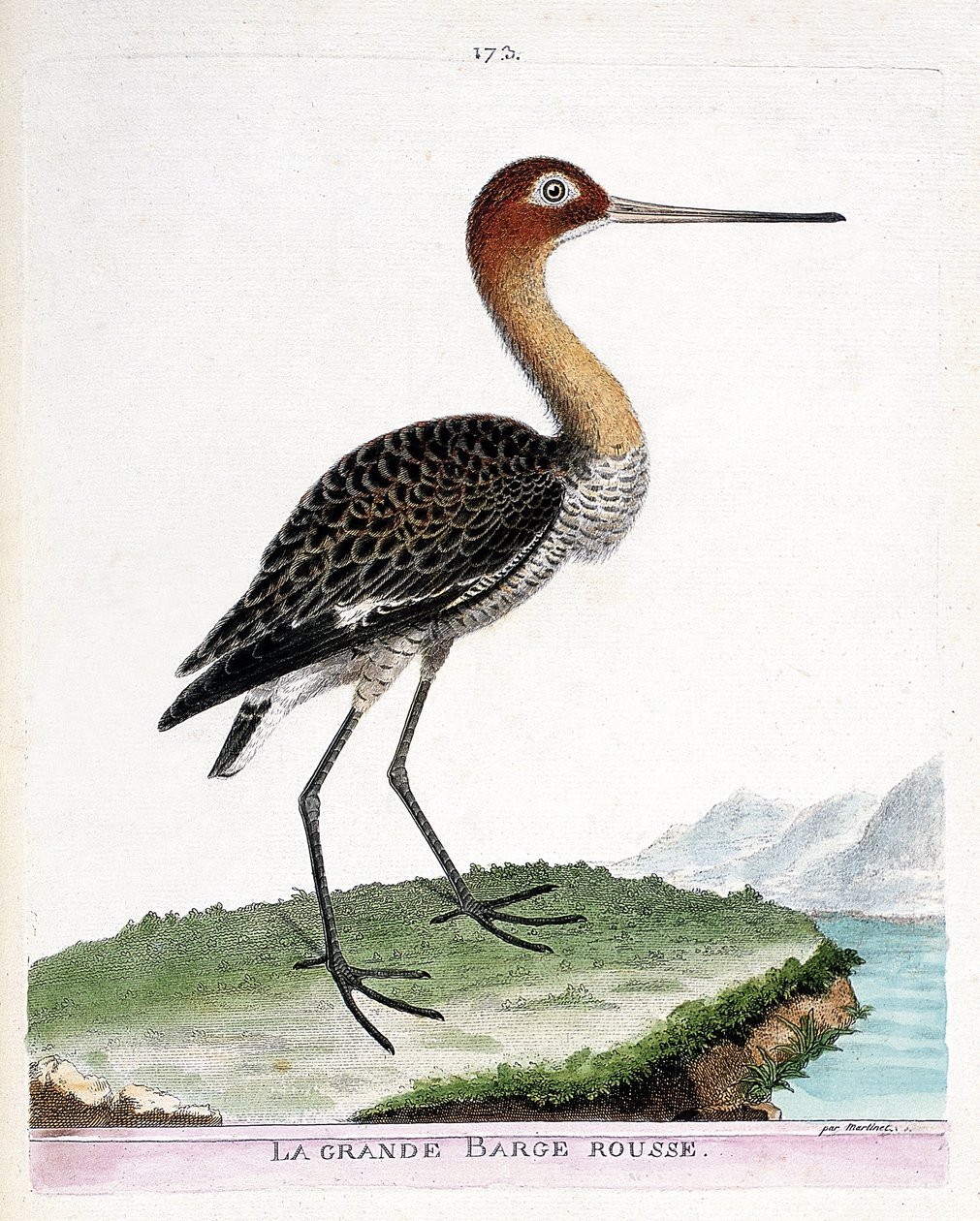 مخطط علم الحيوان (علم الطيور): البارجة الحمراء الكبيرة (البارجة ذات الذيل الأسود أو ليموزا ليموزا). رسم إيضاحي في "تاريخ الطيور ، مرسوم في مظاهرها وجوانبها الحساسة" بقلم فرانسوا نيكولا مارتينيت (1731-1800). مجموعة خاصة. بواسطة فرانسوا نيكولا مارتينيه