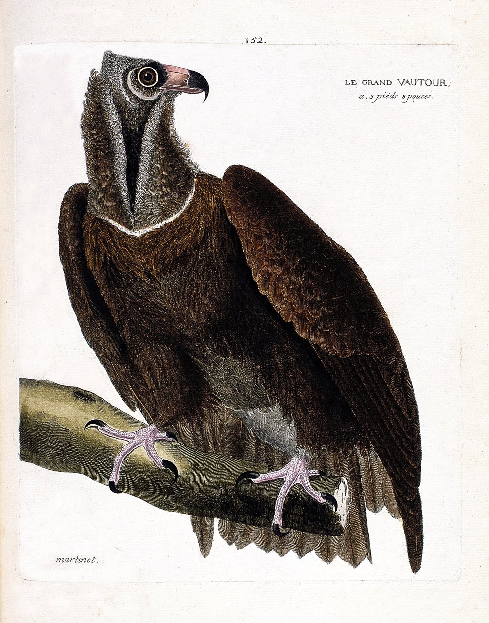 مخطط علم الحيوان (علم الطيور): النسر الكبير (نسر الراهب أو aegipius monachus) على فرع. رسم إيضاحي في "تاريخ الطيور ، مرسوم في مظاهرها وجوانبها الحساسة" بقلم فرانسوا نيكولا مارتينيت (1731-1800). مجموعة خاصة. بواسطة فرانسوا نيكولا مارتينيه