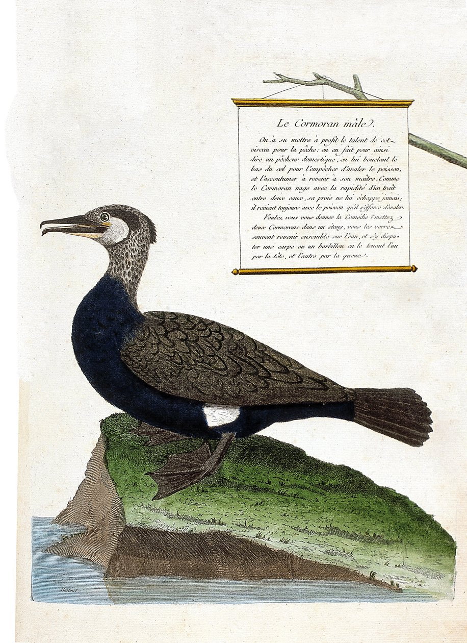 مخطط علم الحيوان (علم الطيور): ذكر الغاق (الغاق العظيم أو فالاكروكوراكس كاربو). رسم إيضاحي في "تاريخ الطيور ، مرسوم في مظاهرها وجوانبها الحساسة" بقلم فرانسوا نيكولا مارتينيت (1731-1800). مجموعة خاصة. بواسطة فرانسوا نيكولا مارتينيه
