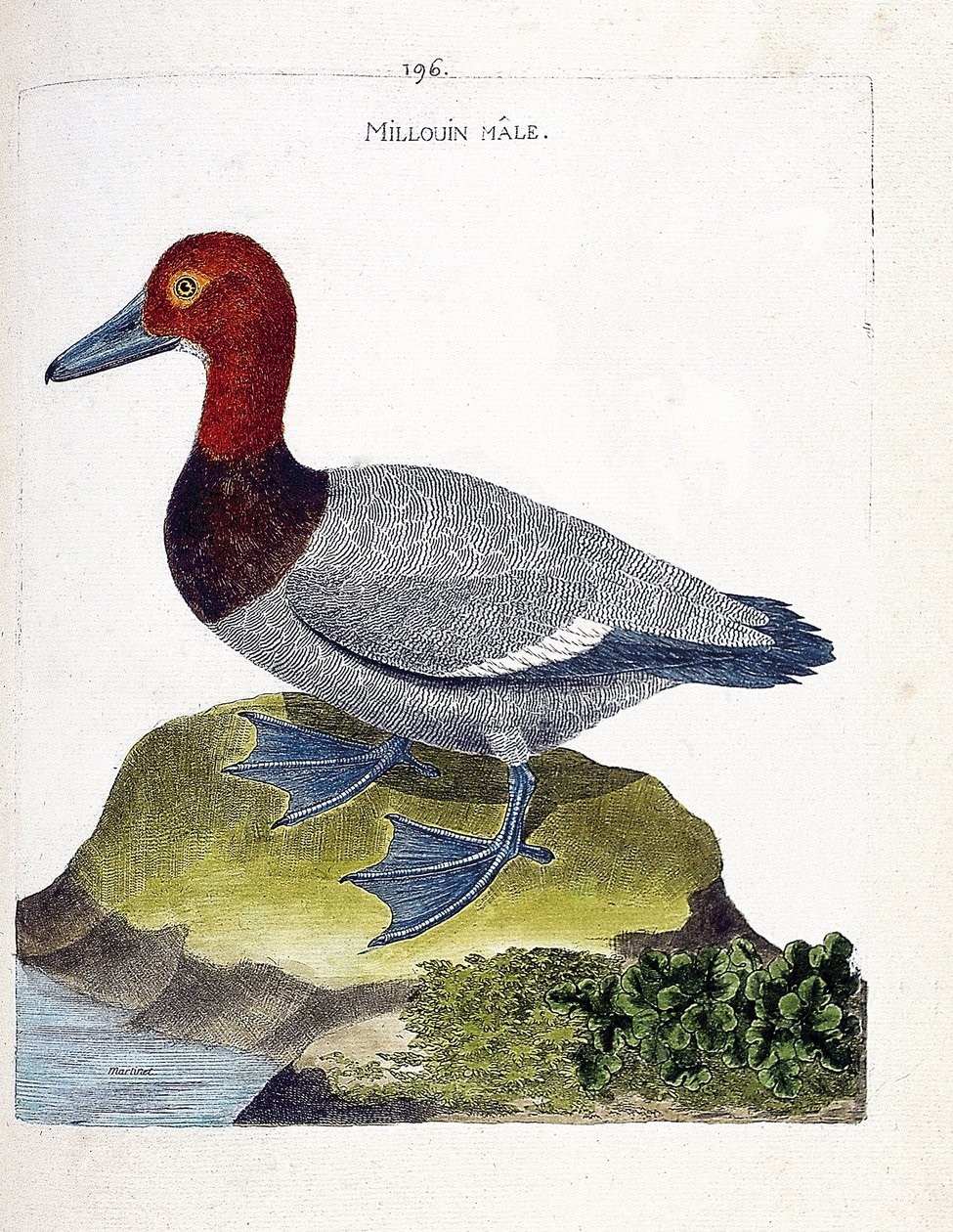 مخطط علم الحيوان (علم الطيور): ميلوين الذكر (scaup أو Aythia ferina). رسم إيضاحي في "تاريخ الطيور ، مرسوم في مظاهرها وجوانبها الحساسة" بقلم فرانسوا نيكولا مارتينيت (1731-1800). مجموعة خاصة. بواسطة فرانسوا نيكولا مارتينيه