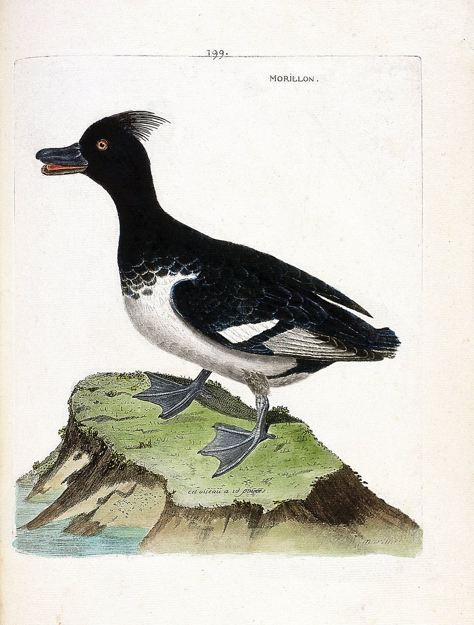 مخطط علم الحيوان (علم الطيور): موريلون (Scaup morillon أو Aythia fuligula). رسم إيضاحي في "تاريخ الطيور ، مرسوم في مظاهرها وجوانبها الحساسة" بقلم فرانسوا نيكولا مارتينيت (1731-1800). مجموعة خاصة. بواسطة فرانسوا نيكولا مارتينيه