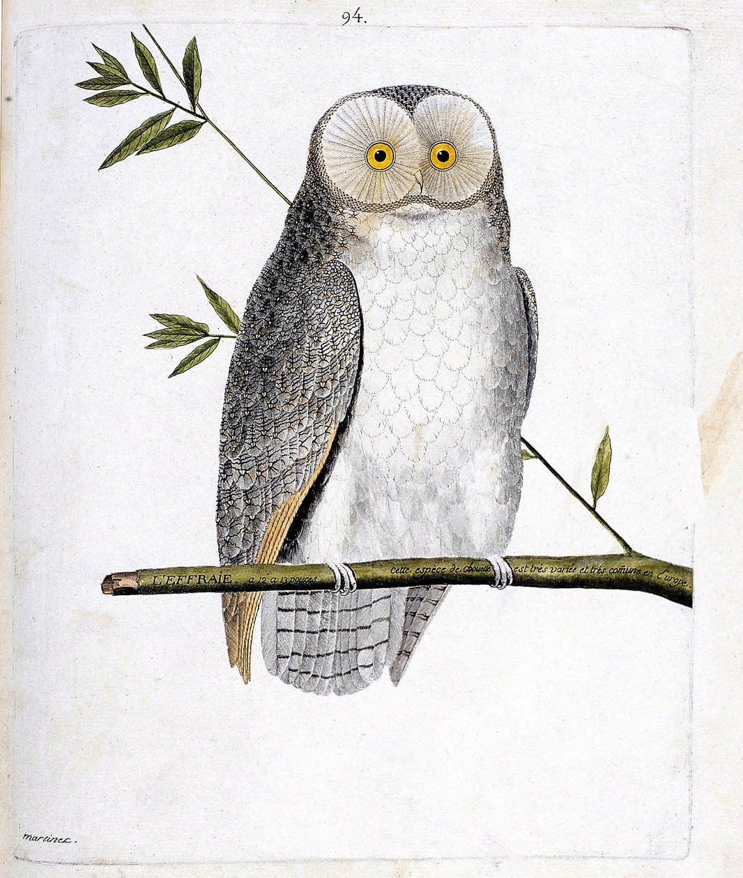 مخطط علم الحيوان (علم الطيور): البومة (بومة الحظيرة أو Tyto Alba) على فرع. رسم إيضاحي في "تاريخ الطيور ، مرسوم في مظاهرها وجوانبها الحساسة" بقلم فرانسوا نيكولا مارتينيت (1731-1800). مجموعة خاصة. بواسطة فرانسوا نيكولا مارتينيه