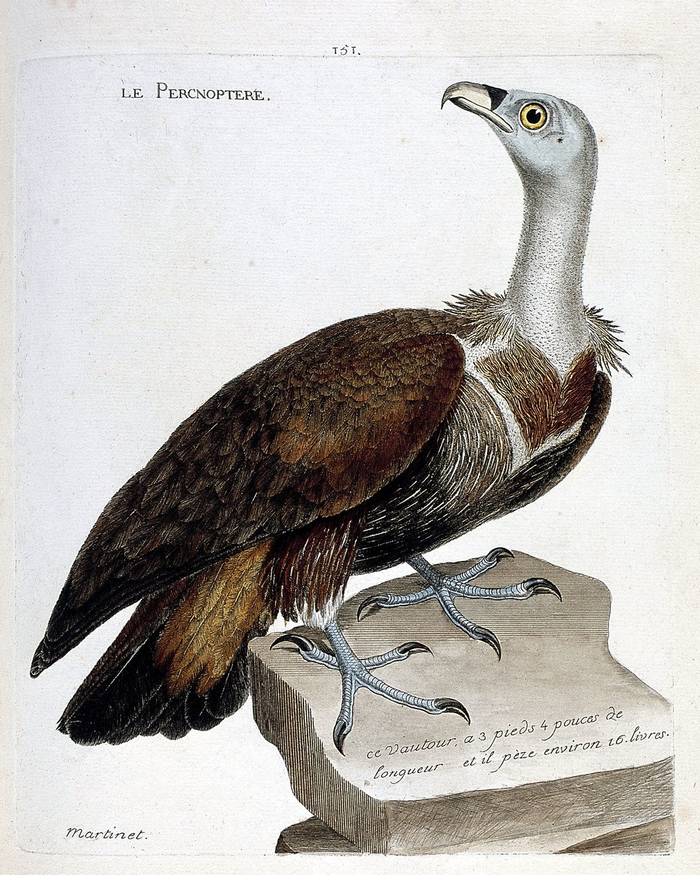 مخطط علم الحيوان (علم الطيور): percnoptere (نسر تزلف أو fulvus gyps). رسم إيضاحي في "تاريخ الطيور ، مرسوم في مظاهرها وجوانبها الحساسة" بقلم فرانسوا نيكولا مارتينيت (1731-1800). مجموعة خاصة. بواسطة فرانسوا نيكولا مارتينيه