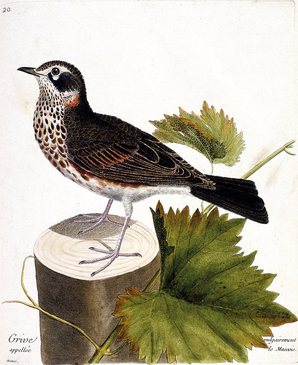 مخطط علم الحيوان (علم الطيور): يُطلق على مرض القلاع عادةً اسم mauvis (mauvis thrush أو turdus iliacus) على سلالة شجرة. رسم إيضاحي في "تاريخ الطيور ، مرسوم في مظاهرها وجوانبها الحساسة" بقلم فرانسوا نيكولا مارتينيت (1731-1800). بواسطة فرانسوا نيكولا مارتينيه