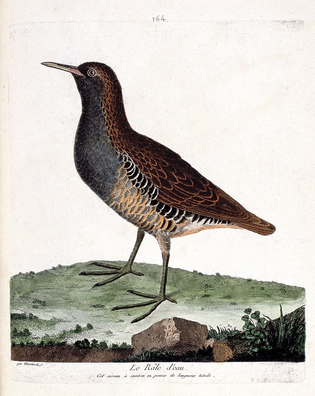 مخطط علم الحيوان (علم الطيور): حشد الماء (rallus aquaticus). رسم إيضاحي في "تاريخ الطيور ، مرسوم في مظاهرها وجوانبها الحساسة" بقلم فرانسوا نيكولا مارتينيت (1731-1800). مجموعة خاصة. بواسطة فرانسوا نيكولا مارتينيه