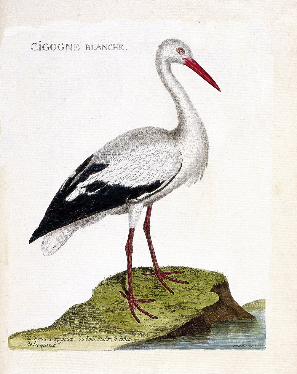 مخطط علم الحيوان (علم الطيور): اللقلق الأبيض (ciconia ciconia). رسم إيضاحي في "تاريخ الطيور ، مرسوم في مظاهرها وجوانبها الحساسة" بقلم فرانسوا نيكولا مارتينيت (1731-1800). مجموعة خاصة. بواسطة فرانسوا نيكولا مارتينيه