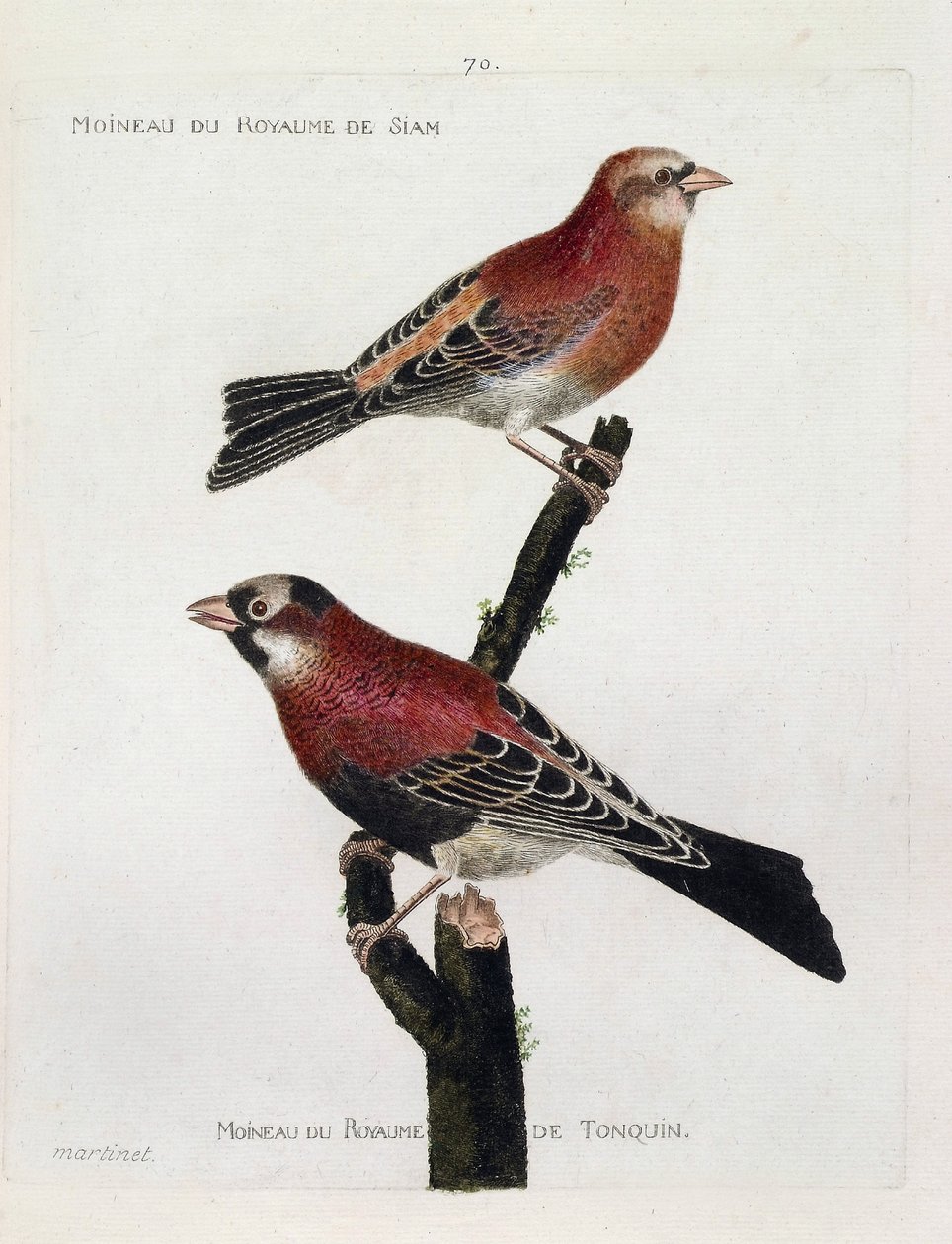 مخطط علم الحيوان (علم الطيور): من الأعلى إلى الأسفل: عصفور من مملكة سيام (Crimson Roselin أو carpodacus eruthrinus) وعصفور مملكة تونكوين (tonkin) على فرع. رسم إيضاحي في "تاريخ الطيور ، مرسوم في مظهرهم و S. بواسطة فرانسوا نيكولا مارتينيه