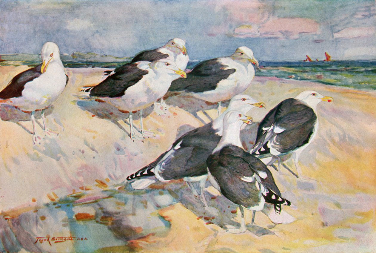 النوارس المدعومة باللون الأسود ، رسم توضيحي من "Wildfowl and Waders" بواسطة فرانك ساوثجيت