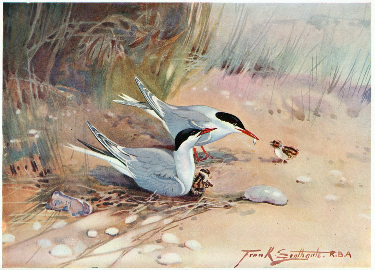خطاف عام ، رسم توضيحي من "Wildfowl and Waders" بواسطة فرانك ساوثجيت