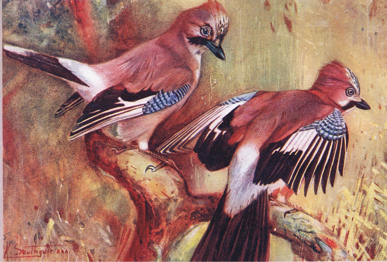 جايز ، رسم توضيحي من Wild Nature & Country Life نشره Hodder & Stoughton ، c.1910 بواسطة فرانك ساوثجيت