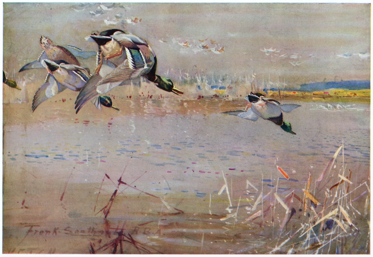 طيور مالارد تطاردها صقور ، رسم توضيحي من "Wildfowl anf Waders" بواسطة فرانك ساوثجيت