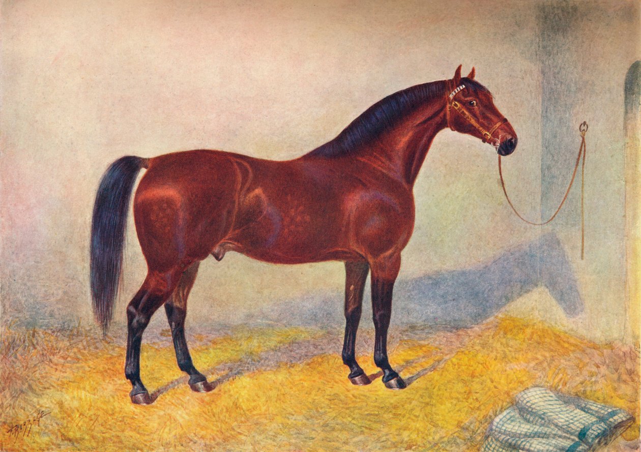 فحل خليج كليفلاند سلطان ، c1902 c1910 بواسطة فرانك باباج