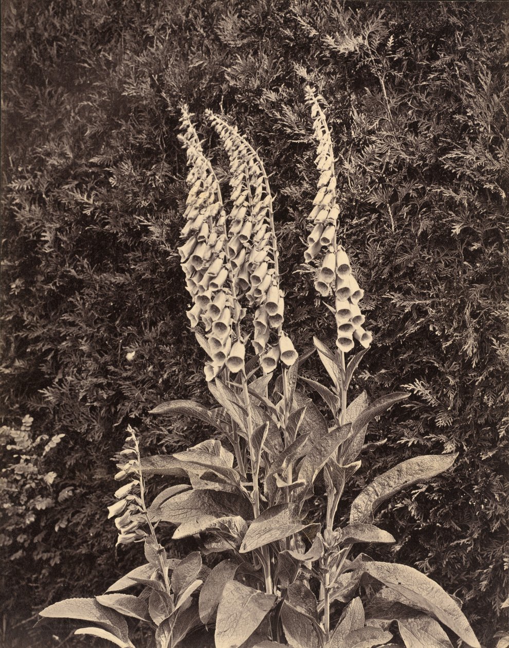 Foxgloves ، ج. 1860s. بواسطة فرانك ميسون جيد