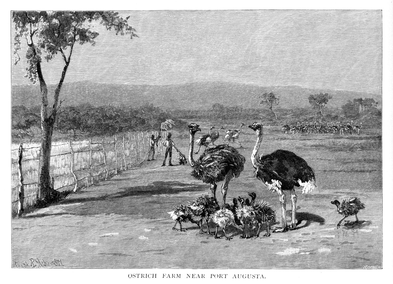 مزرعة النعام بالقرب من ميناء أوغستا ، جنوب أستراليا ، 1886 بواسطة فرانك بي ماهوني