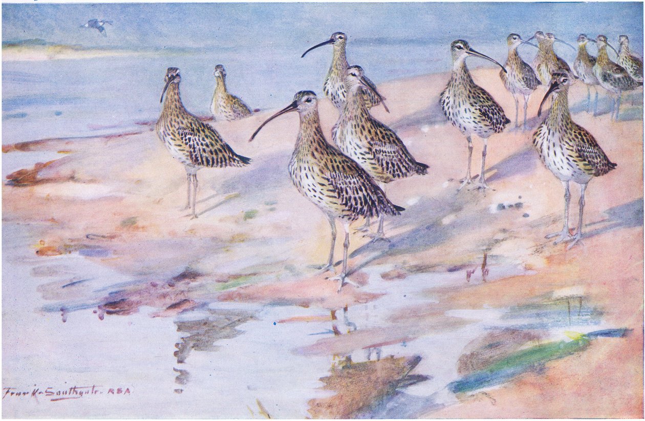 Curlews at Blakeney Point (litho) بواسطة فرانك ساوثجيت
