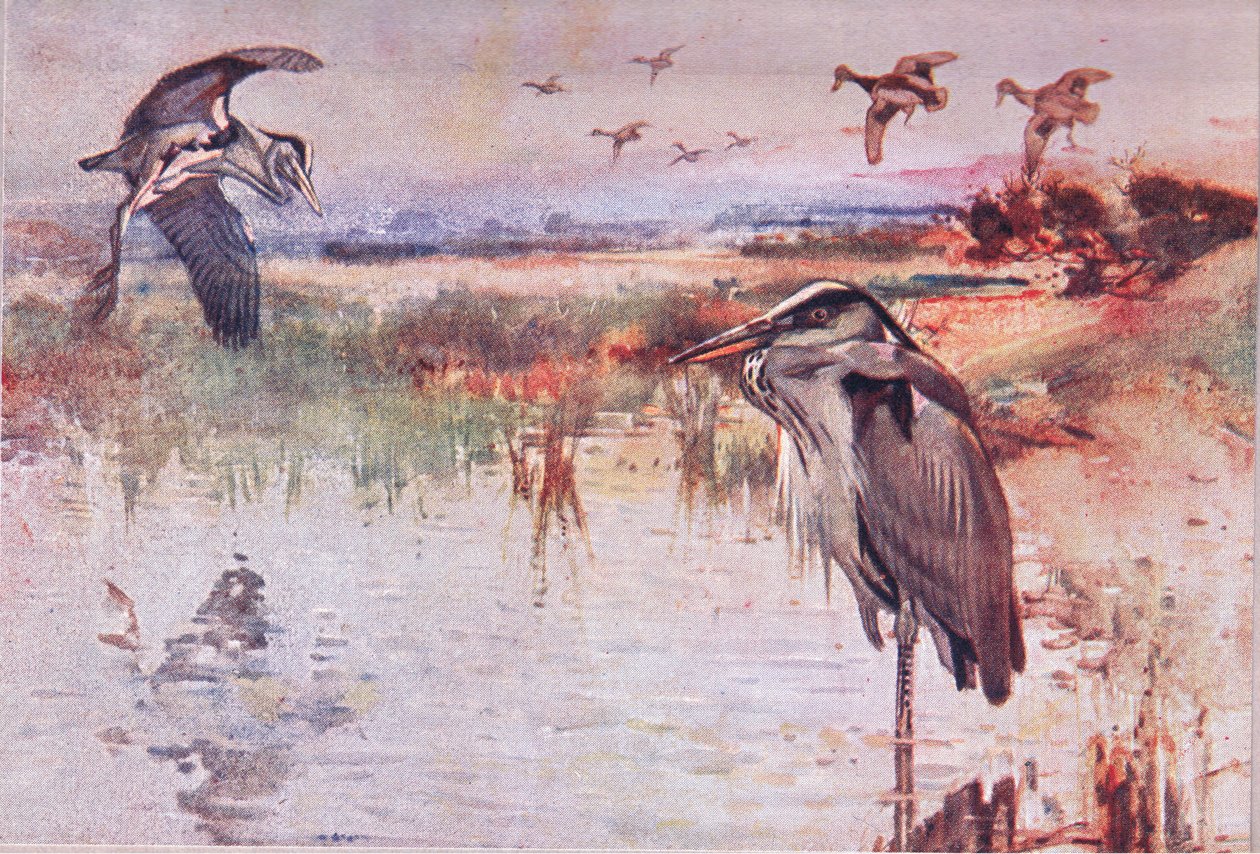 The Heron ، توضيح من Wild Nature & Country Life الذي نشره Hodder & Stoughton ، c.1910 بواسطة فرانك ساوثجيت