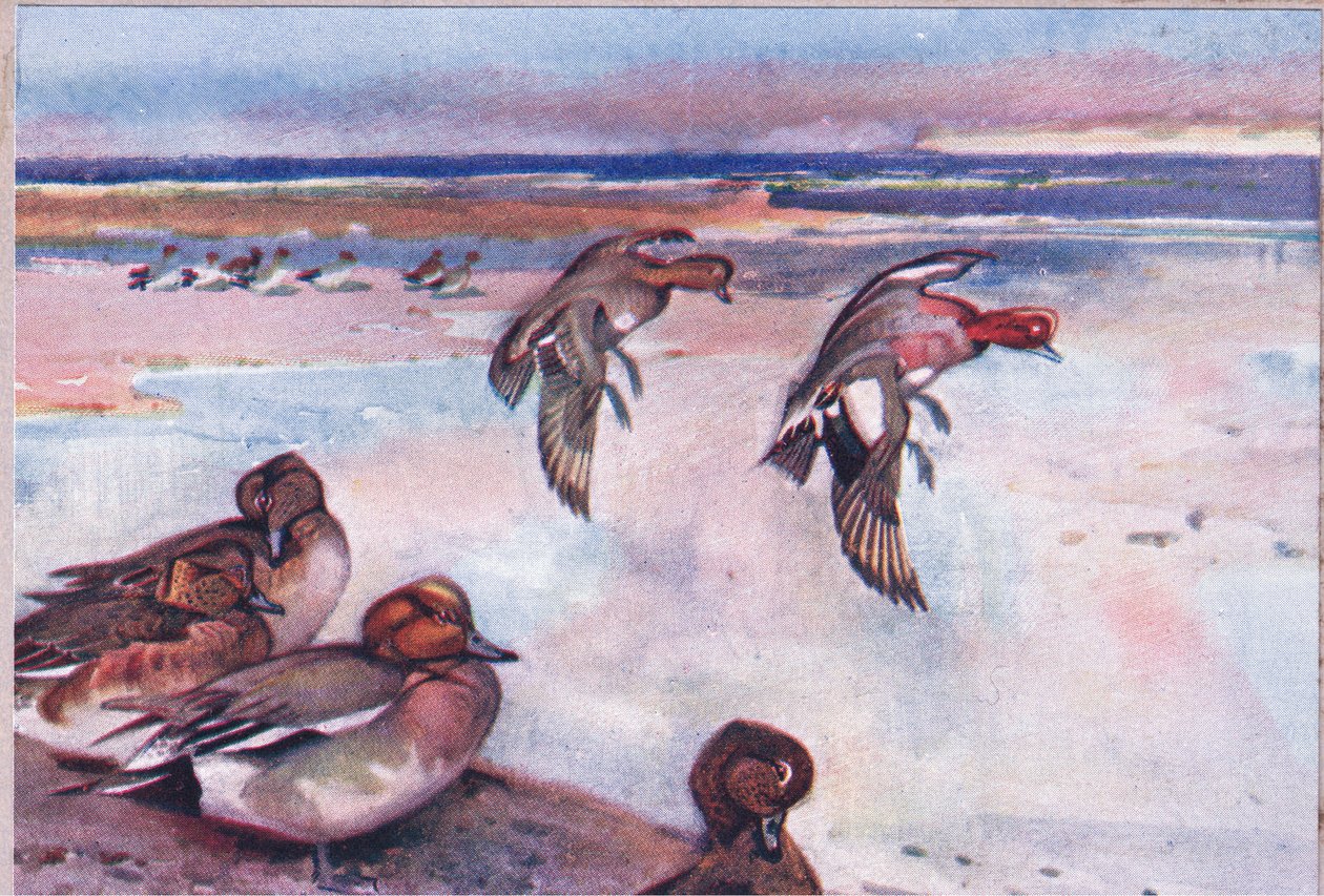 Widgeons ، توضيح من Wild Nature & Country Life نشره Hodder & Stoughton ، c.1910 بواسطة فرانك ساوثجيت