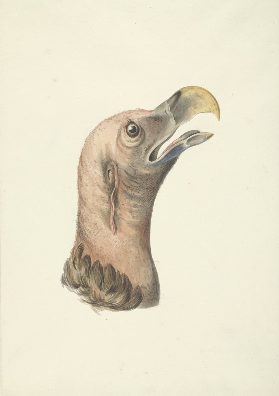 رأس نسر ذو أذنين (Otogyps auricularis Daud) بواسطة فرانسوا ليفايان (دائرة)
