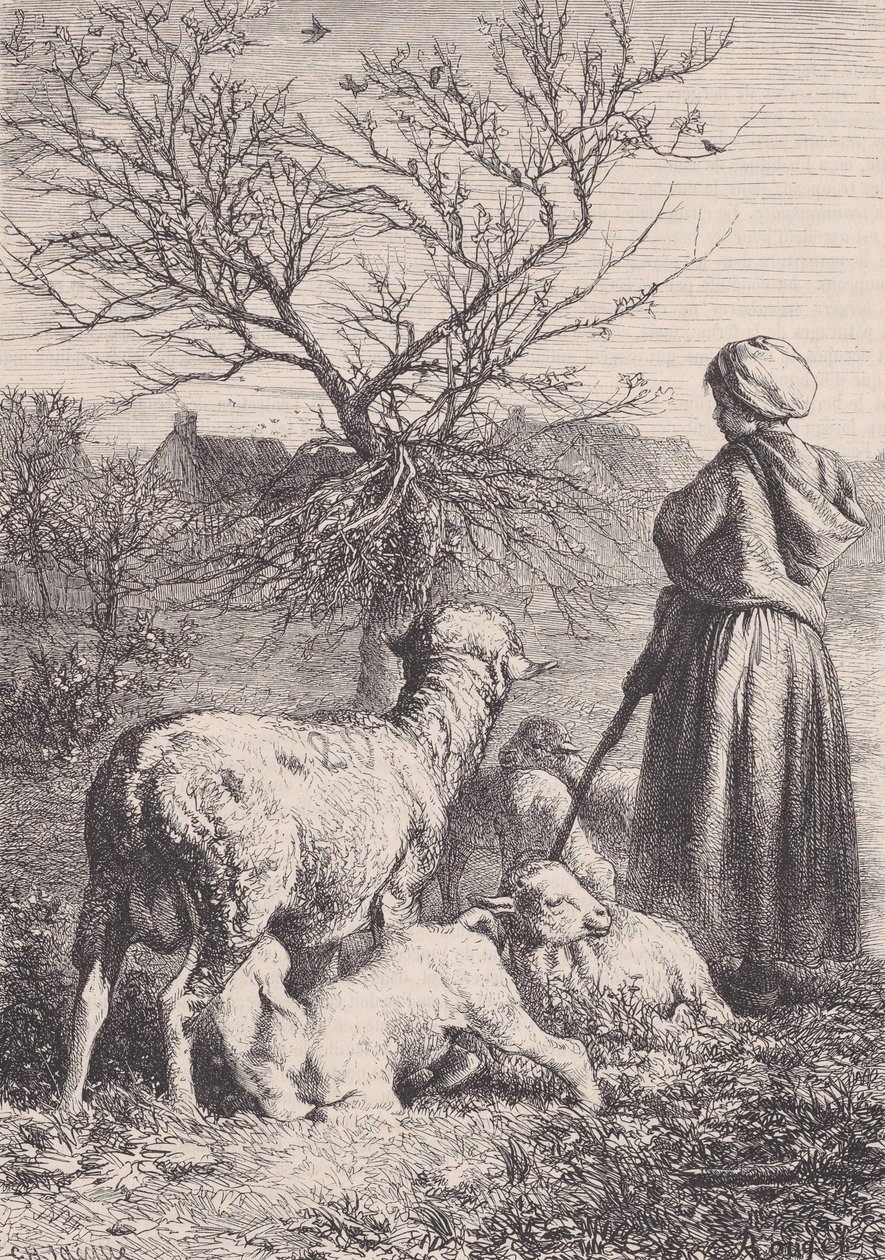راعية ، كاليفورنيا. 1852. بواسطة فرانسوا روجيت