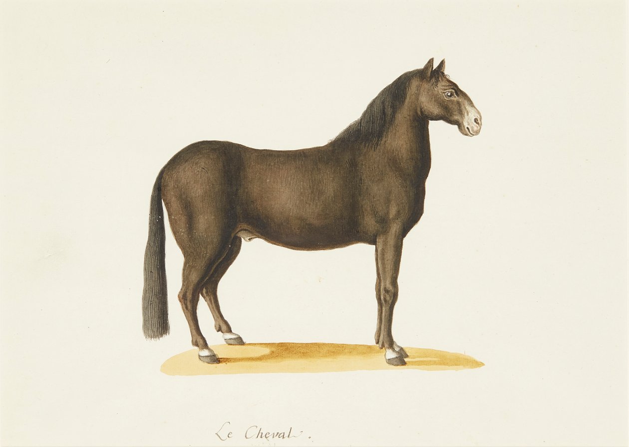 الحصان (ألوان مائية) بواسطة فرانز أنطون فون (Attr.to) Scheidel