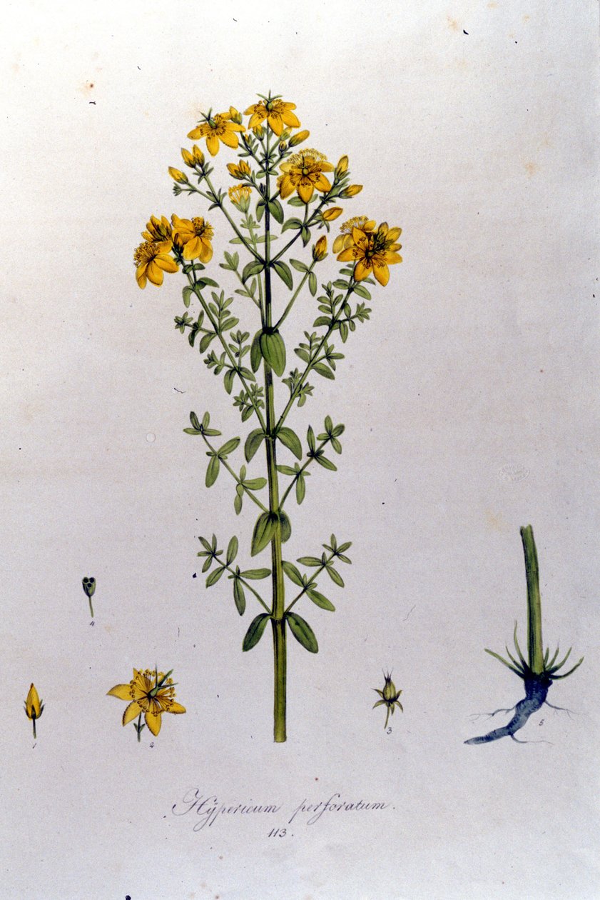 Hypericum أو نبتة سانت جون (نبتة سانت جون) من "Flora Monacensis" لـ F. De Paola De Schrank. ميونيخ 1816 بواسطة خزانة فرانز