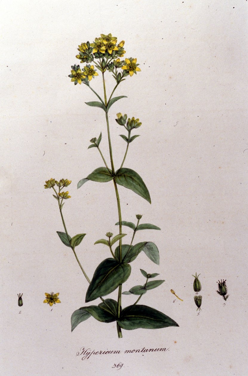النبتة الجبلية أو نبتة الألف (نبتة سانت جون) من "Flora Monacensis" للفطر F. De Paola De Schrank. ميونيخ 1816 بواسطة خزانة فرانز