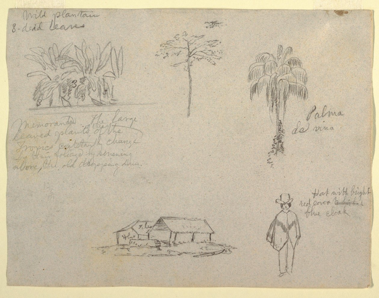 رسم ، رسومات نباتية ، 1853 بواسطة كنيسة فريدريك إدوين