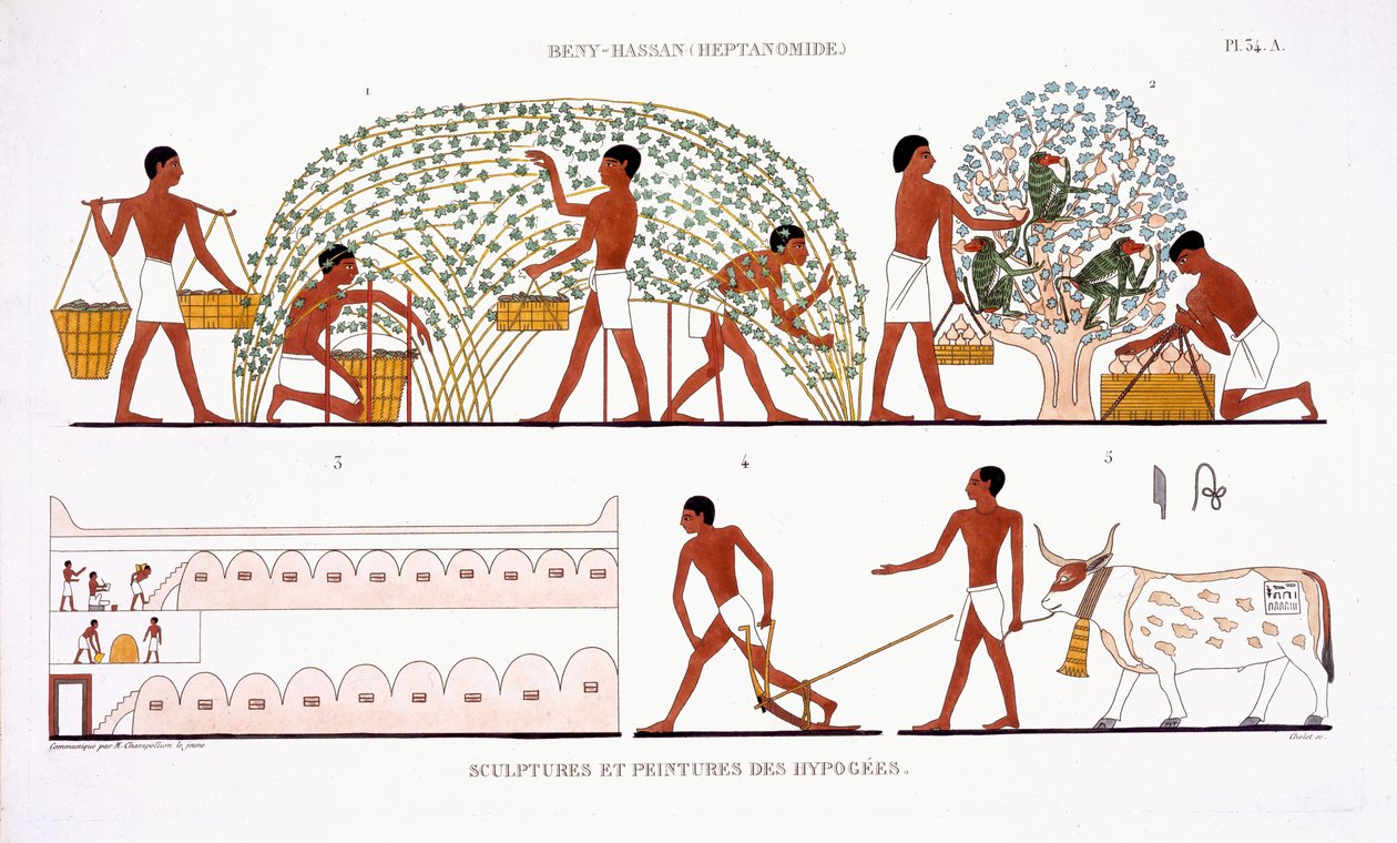 قطف الفاكهة ، من سجل نادر من اللوحات الجدارية من طيبة ، سجل 1819-1822 في زيارته الثانية لمصر بواسطة فريدريك كايود (1787-1869) ، لون ليثو بواسطة فريدريك (بعد) كايود
