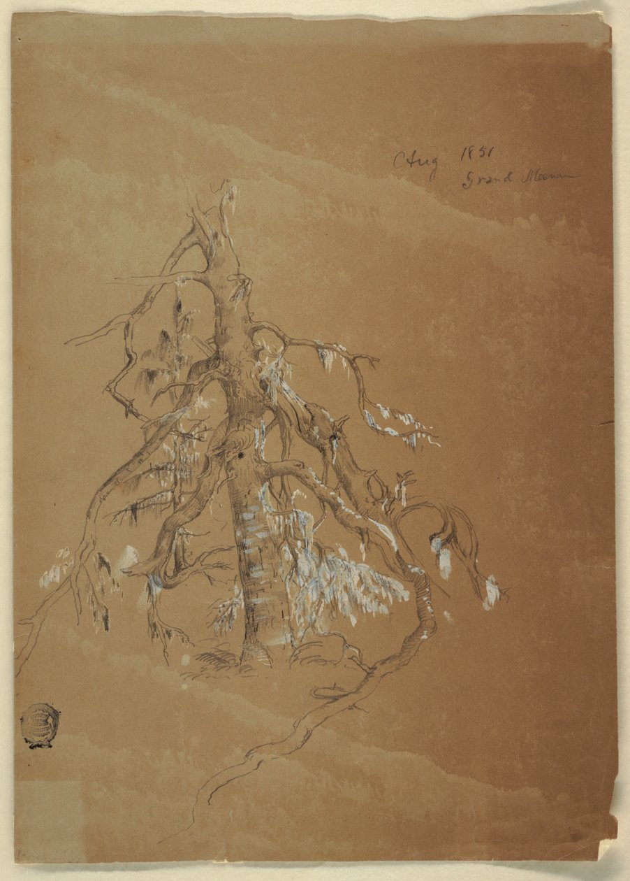 A Gnarled Evergreen ، جراند مانان ، كندا بواسطة كنيسة فريدريك إدوين