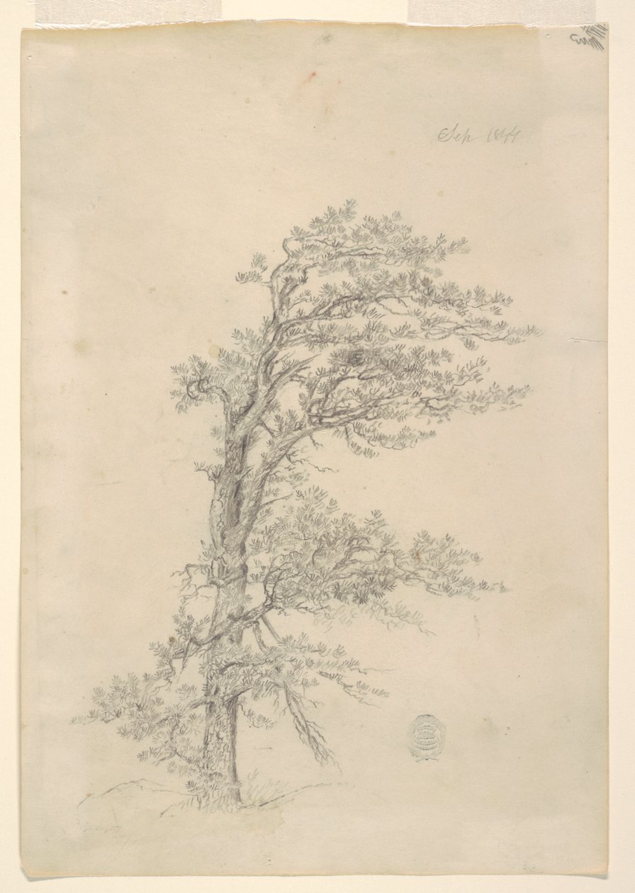 A Pitch Pine بواسطة كنيسة فريدريك إدوين