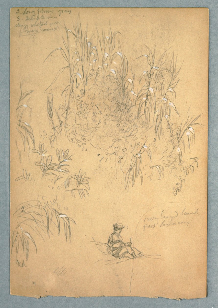 رسم، دراسة مفصلة لرجل جالس ومجموعة من النباتات، الإكوادور، 1857، على الأرجح مايو بواسطة كنيسة فريدريك إدوين
