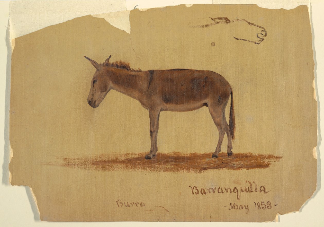 رسم، حمار، بارانكويلا، كولومبيا، مايو 1853 بواسطة كنيسة فريدريك إدوين