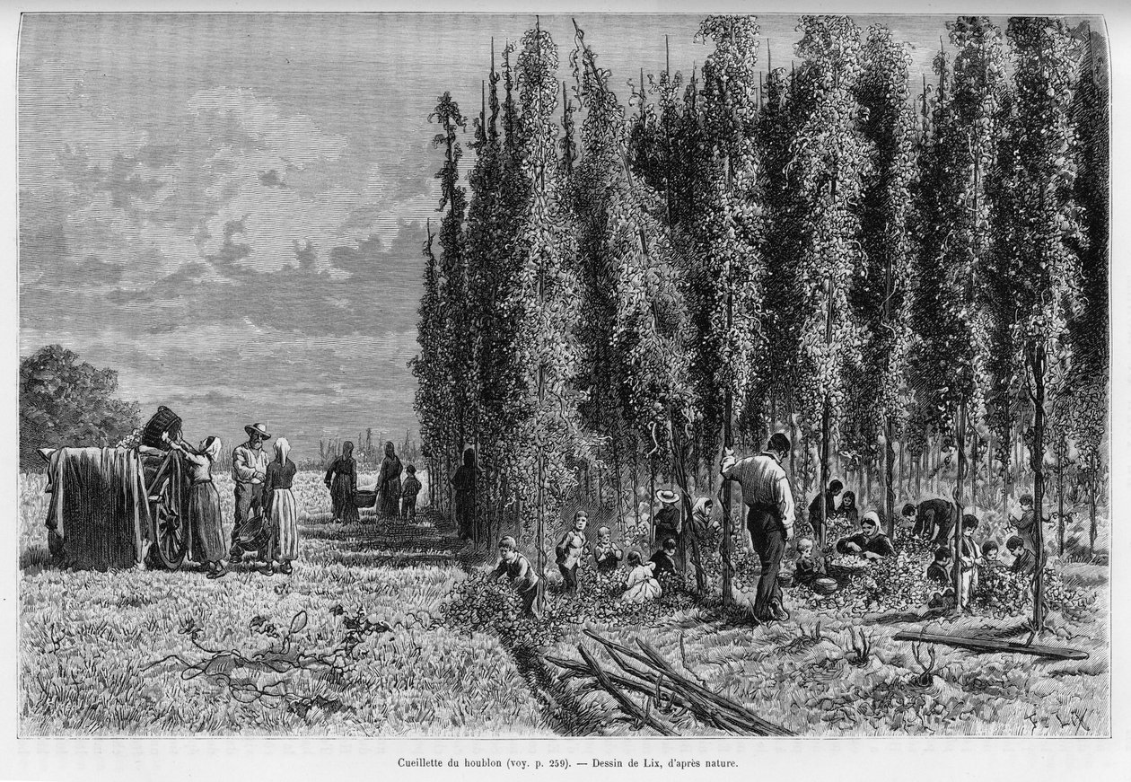 قطف القفزات. نقش بواسطة Lix ، لتوضيح القصة A عبر الألزاس ولورين ، في عام 1887 ، بواسطة تشارلز جراد ، النائب الألماني ، في جولة العالم 1888 ، من إخراج إدوارد شارتون (1807-1890) ، هاشيت ، باريس. بواسطة فريدريك ثيودور ليكس