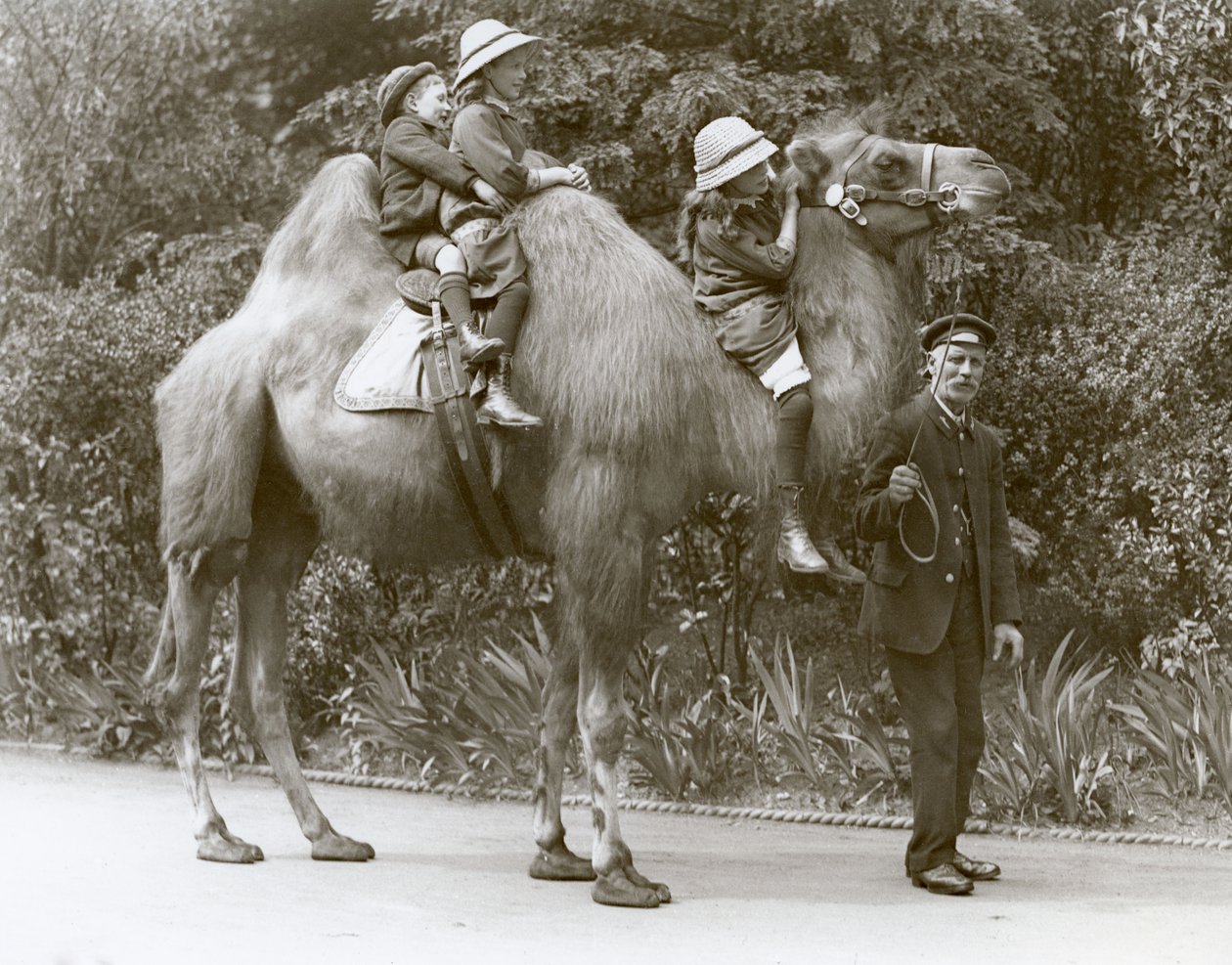 ركوب جمل باكترياني مع حارس وثلاثة أطفال في حديقة حيوان لندن ، مايو 1914 بواسطة فريدريك وليام بوند