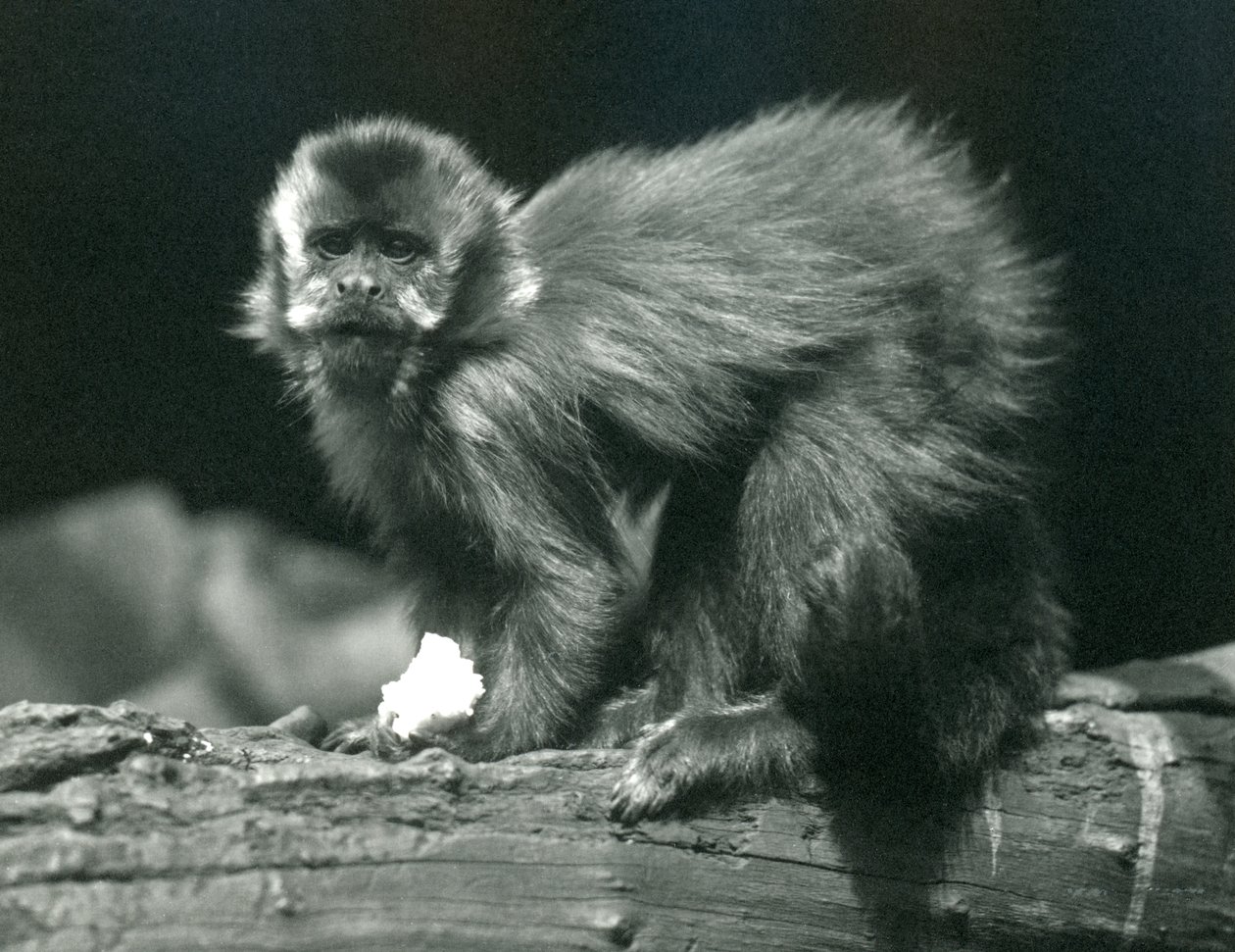 A Brown أو Tufted Capuchin في حديقة حيوان لندن ، يوليو 1914 بواسطة فريدريك وليام بوند