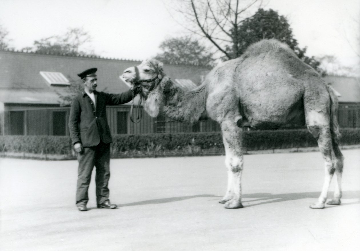 جمل عربي أو عربي مع حارس دبليو ستايلز في حديقة حيوان لندن عام 1923 (صورة من وزن الجسم) بواسطة فريدريك وليام بوند