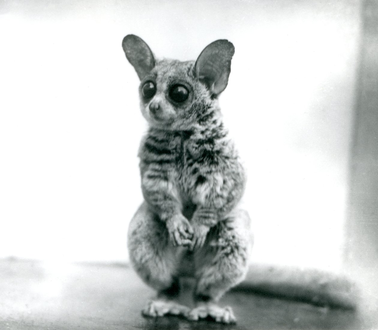 موهولي Galago ، أو Mohol bushbaby في حديقة حيوان لندن ، 12 سبتمبر 1913 بواسطة فريدريك وليام بوند