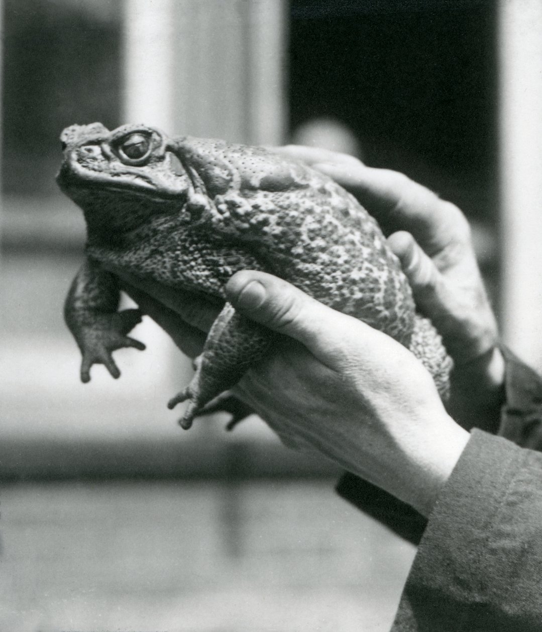 GiantCaneMarine Toad محتجز في أيدي حراسه ، حديقة حيوان لندن ، أغسطس 1923 (صور من وزن الجسم) بواسطة فريدريك وليام بوند