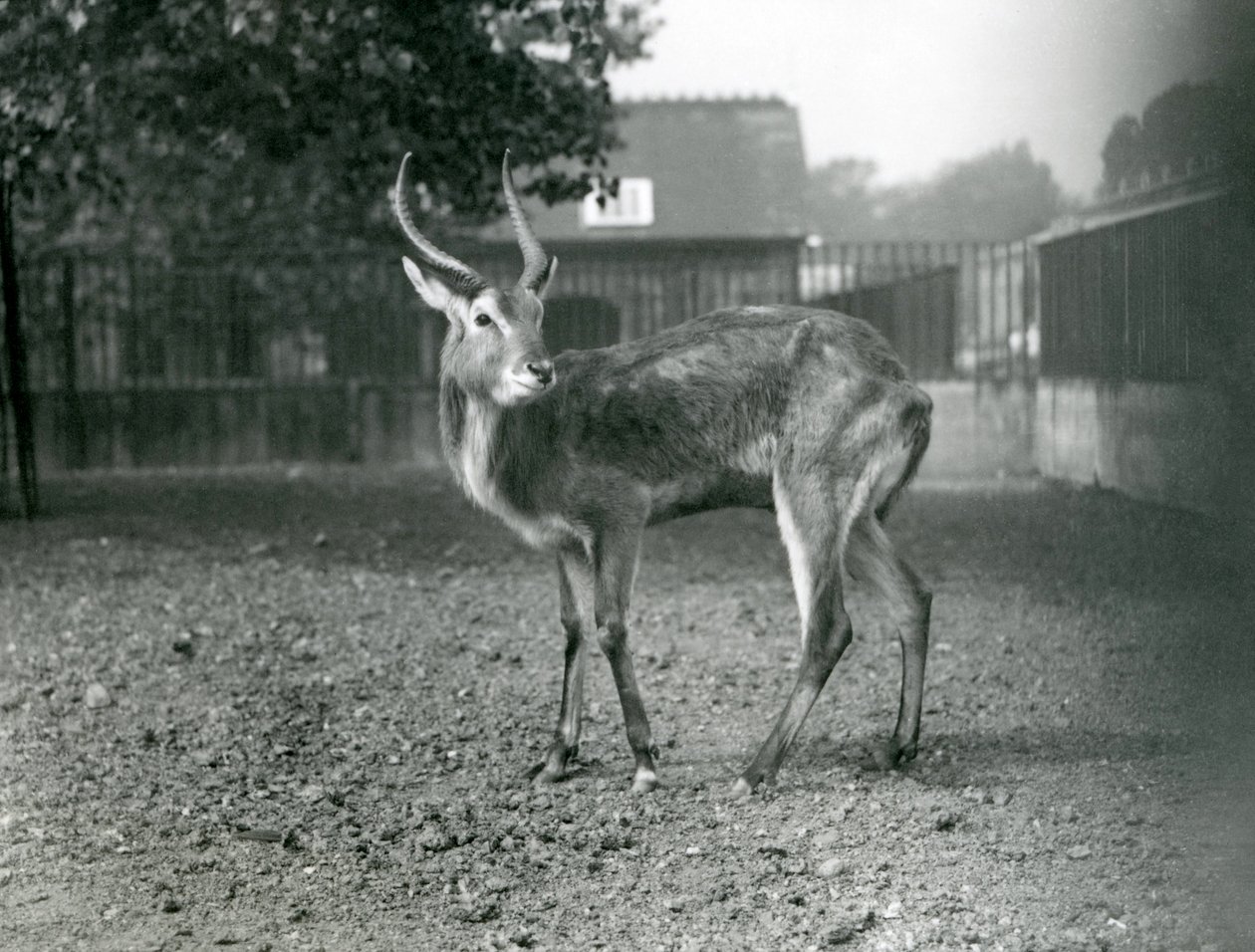 A Lechwe في حديقة حيوان لندن ، سبتمبر 1921 بواسطة فريدريك وليام بوند