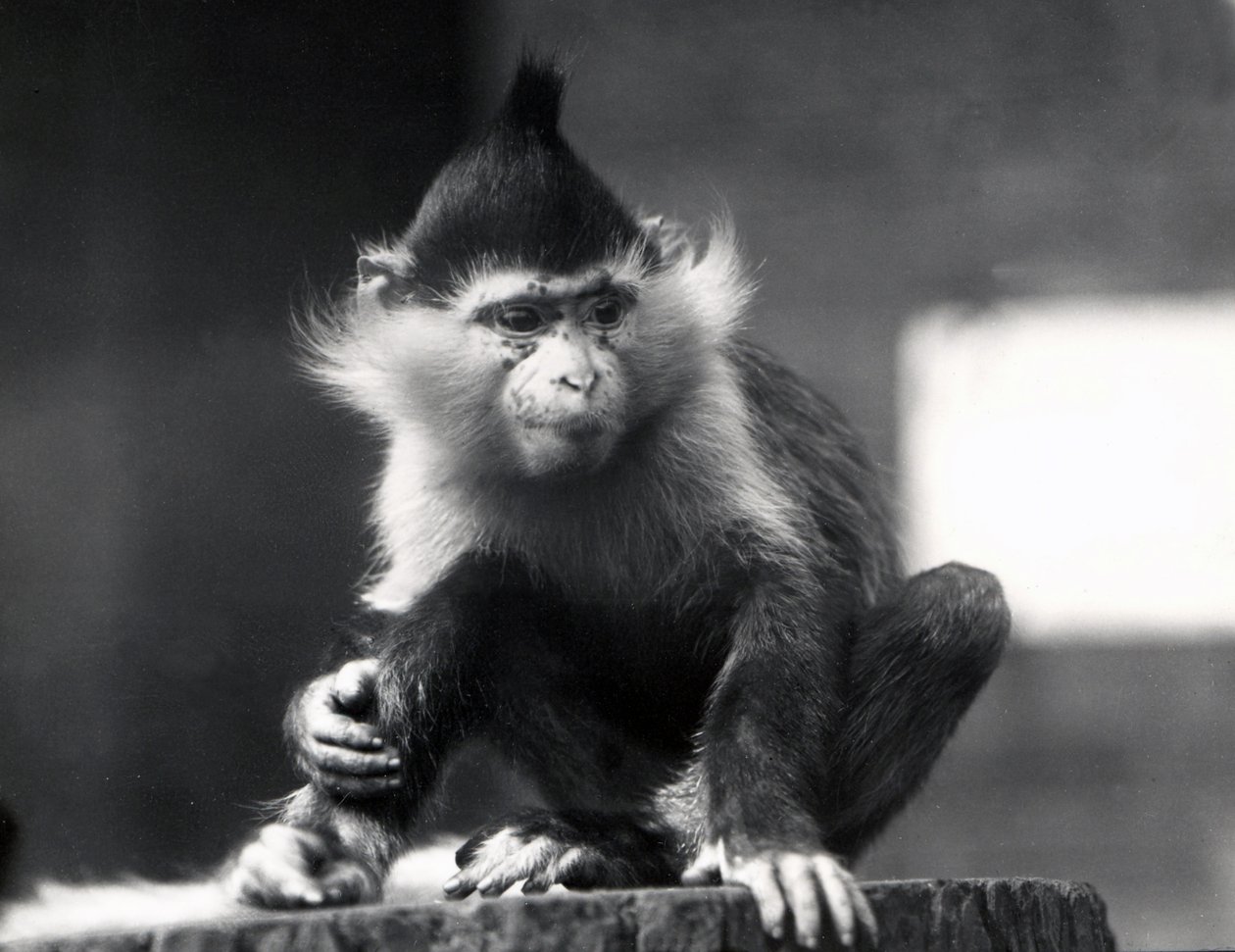 قرد Mangabey ، النمش ، في حديقة حيوان ZSL لندن ، من يوليو 1925 بواسطة فريدريك وليام بوند