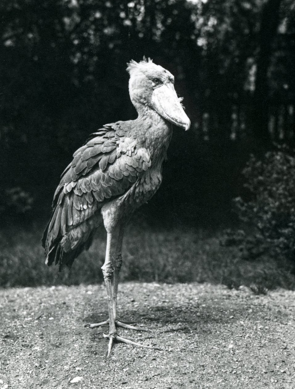 اللقلق Shoebill أو الحوت برأس الحوت في حديقة حيوان لندن ، يونيو 1914 بواسطة فريدريك وليام بوند