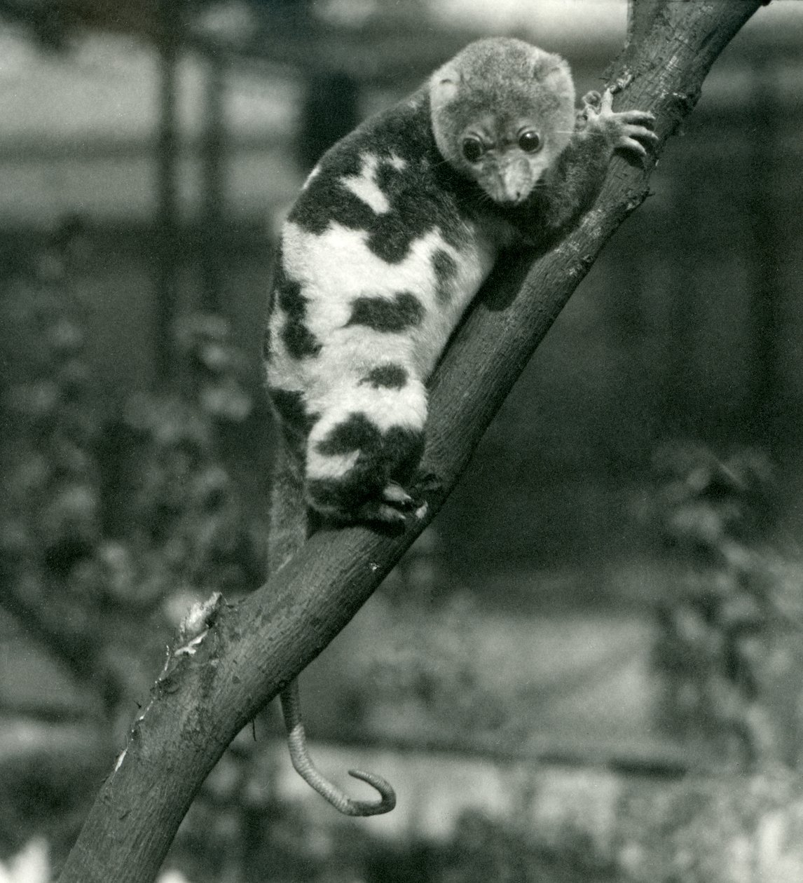 Cuscus مرقط ينظر لأسفل من فرع في حديقة حيوان لندن ، سبتمبر 1914 بواسطة فريدريك وليام بوند