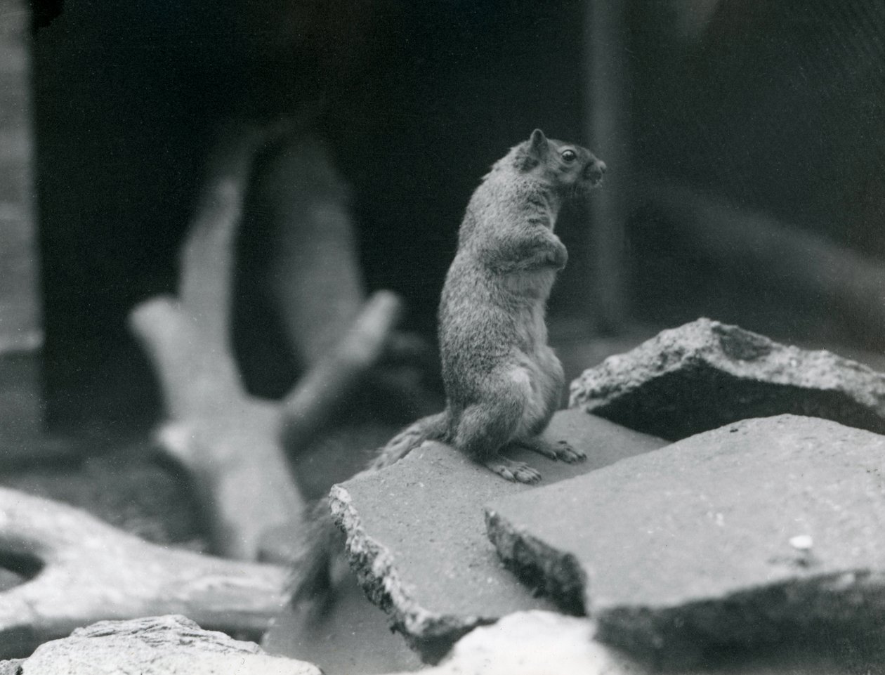 Vulpine أو Fox Squirrel تطفو على الصخور في حديقة حيوان لندن. أغسطس 1916. بواسطة فريدريك وليام بوند