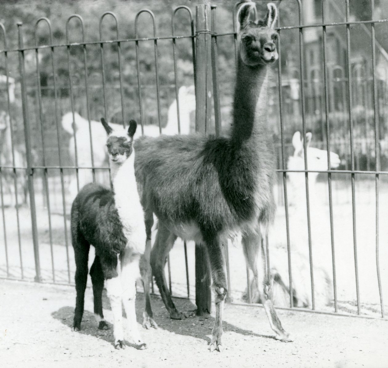 طفلة لاما أو كرييا مع والدتها في حديقة حيوان لندن ، أغسطس 1923 (صور من وزن الجسم) بواسطة فريدريك وليام بوند