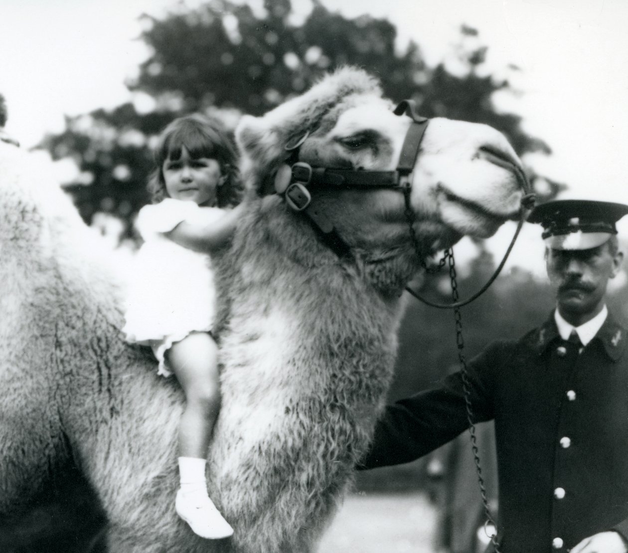 حارس مع جمل باكتراني يركب فتاة صغيرة على رقبتها ، حديقة حيوان لندن ، سبتمبر 1922 (صور من وزن الجسم) بواسطة فريدريك وليام بوند